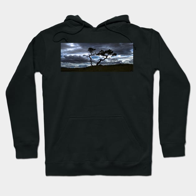 Tree Dance 3 Hoodie by dhphotography